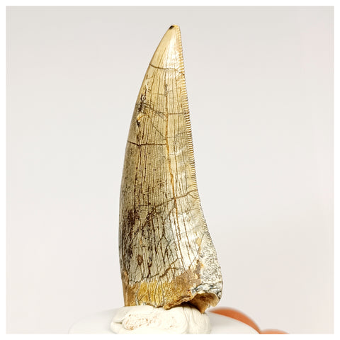 1302 - Finest Quality Afrovenator abakensis Megalosaurid Dinosaur Tooth Jurassic Tiouraren Fm