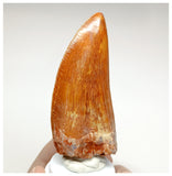 1000 - Gem Grade Carcharodontosaurus saharicus 3.34'' Dinosaur Tooth