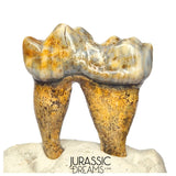 S341 - Gem Grade Ice Age Cave Bear (Ursus spelaeus) Lower Dentary Molar Tooth (M1)