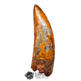 20018 - Top Huge Carcharodontosaurus saharicus Dinosaur Tooth