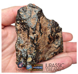 S195 -  "NWA 17596" MAIN MASS Ordinary Chondrite Type LL3 Meteorite 249g