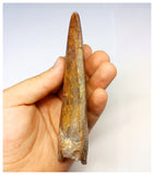 1315 - Investment Grade 12,6cm Carcharodontosaurus saharicus Dinosaur Tooth - Cretaceous KemKem Beds