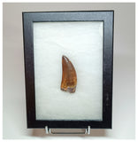 1002 - Gem Grade Carcharodontosaurus saharicus 2.63'' Dinosaur Tooth