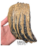 S338 - Nicely Preserved Huge Ice Age Woolly Mammoth (Mammuthus primigenius) Upper Molar Tooth
