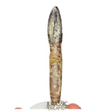 J512 - Top Rare fully Rooted cf Lapparentosaurus Titanosauriform / Basal Brachiosaurid Dinosaur Tooth - Middle Jurassic