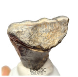 S504 - Top Huge Ouranosaurus nigeriensis Basal Hadrosaurid Dinosaur Tooth - Cretaceous Elrhaz Fm