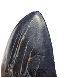 J404 - Outstanding Huge Black Serrated Megalodon Shark Tooth - South Carolina