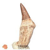S408- Nicely Preserved Gavialimimus almaghribensis (Rare Mosasaur species) Rooted Tooth - Late Cretaceous