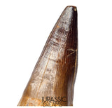 S351 - Huge Thalassotitan atrox (Largest known mosasaur species) Rooted Tooth - VISIBLE CARINA