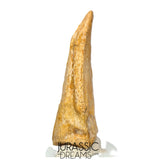 J516 - Nicely Preserved Spinosaurus aegyptiacus Dinosaur Foot Claw - Red Sanstone Beds