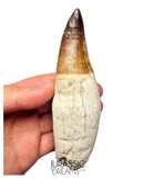 S258 - Outstanding Huge Thalassotitan atrox (Largest known mosasaur species) Rooted Tooth - Late Cretaceous