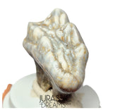S402 - Gem Grade Huge Ice Age Cave Bear (Ursus spelaeus) Upper Molar Tooth (M2) - Pleistocene