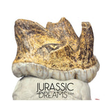 S234 - Gem Grade Huge Ice Age Cave Bear (Ursus spelaeus) Upper Molar Tooth (M2) - Pleistocene