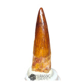 20213 - Gem Grade Spinosaurus aegyptiacus Dinosaur Tooth - Cretaceous KemKem Beds