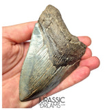 J419 - Outstanding Huge Serrated Megalodon Shark Tooth - Miocene - South Carolina