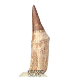 S408- Nicely Preserved Gavialimimus almaghribensis (Rare Mosasaur species) Rooted Tooth - Late Cretaceous