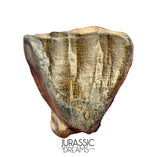 S504 - Top Huge Ouranosaurus nigeriensis Basal Hadrosaurid Dinosaur Tooth - Cretaceous Elrhaz Fm