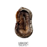 J566 - Tyrannosaur Dinosaur Tooth - Nanotyrannus sp - Late Cretaceous - Lance Creek Fm