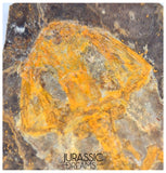 J507 - Museum Grade Rare Jeholotriton paradoxus - Primitive Jurassic Salamander - Daohugou Beds