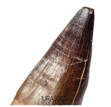 S351 - Huge Thalassotitan atrox (Largest known mosasaur species) Rooted Tooth - VISIBLE CARINA