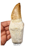 S384 - Enormous "Mosasaurus hoffmanni" Rooted Tooth - Late Cretaceous - Rare Mosasaur Species
