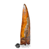 20018 - Top Huge Carcharodontosaurus saharicus Dinosaur Tooth