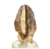S506 - Exceedingly Rare Iguanodontian (cf Elrhazosaurus or Lurdusaurus) Dinosaur Tooth - Lower Cretaceous