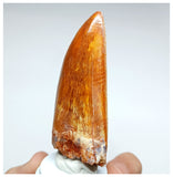 1000 - Gem Grade Carcharodontosaurus saharicus 3.34'' Dinosaur Tooth