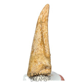 J516 - Nicely Preserved Spinosaurus aegyptiacus Dinosaur Foot Claw - Red Sanstone Beds