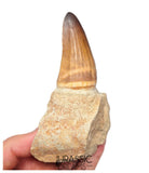 S429 - Rare Unusual Mosasaur Prognathodon cf solvayi Rooted Tooth with Emerging Replacement Tooth