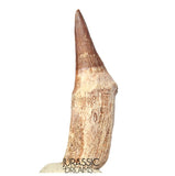 S408- Nicely Preserved Gavialimimus almaghribensis (Rare Mosasaur species) Rooted Tooth - Late Cretaceous