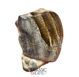 S504 - Top Huge Ouranosaurus nigeriensis Basal Hadrosaurid Dinosaur Tooth - Cretaceous Elrhaz Fm