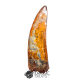 20018 - Top Huge Carcharodontosaurus saharicus Dinosaur Tooth