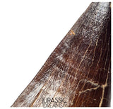 S351 - Huge Thalassotitan atrox (Largest known mosasaur species) Rooted Tooth - VISIBLE CARINA