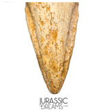 J516 - Nicely Preserved Spinosaurus aegyptiacus Dinosaur Foot Claw - Red Sanstone Beds
