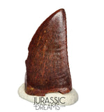 S132 - Gem Grade Carcharodontosaurus saharicus Dinosaur Tooth - KemKem Beds