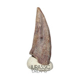 J185 - Rare Juvenile Spinosaurid Dinosaur (cf Suchomimus) Foot Claw - Elrhaz Fm