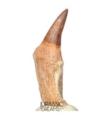 S408- Nicely Preserved Gavialimimus almaghribensis (Rare Mosasaur species) Rooted Tooth - Late Cretaceous