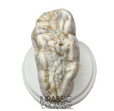 S402 - Gem Grade Huge Ice Age Cave Bear (Ursus spelaeus) Upper Molar Tooth (M2) - Pleistocene