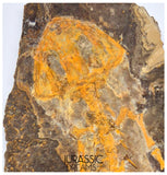 J507 - Museum Grade Rare Jeholotriton paradoxus - Primitive Jurassic Salamander - Daohugou Beds