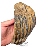 S406 - Nicely Preserved Huge Ice Age Woolly Mammoth (Mammuthus primigenius) Upper Molar Tooth