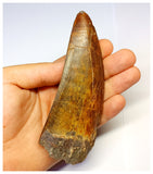 1315 - Investment Grade 12,6cm Carcharodontosaurus saharicus Dinosaur Tooth - Cretaceous KemKem Beds