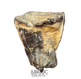 S504 - Top Huge Ouranosaurus nigeriensis Basal Hadrosaurid Dinosaur Tooth - Cretaceous Elrhaz Fm