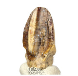 S506 - Exceedingly Rare Iguanodontian (cf Elrhazosaurus or Lurdusaurus) Dinosaur Tooth - Lower Cretaceous