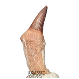 S408- Nicely Preserved Gavialimimus almaghribensis (Rare Mosasaur species) Rooted Tooth - Late Cretaceous