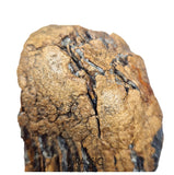 S406 - Nicely Preserved Huge Ice Age Woolly Mammoth (Mammuthus primigenius) Upper Molar Tooth