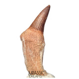S408- Nicely Preserved Gavialimimus almaghribensis (Rare Mosasaur species) Rooted Tooth - Late Cretaceous