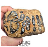 S338 - Nicely Preserved Huge Ice Age Woolly Mammoth (Mammuthus primigenius) Upper Molar Tooth