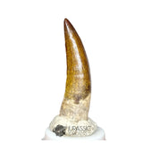 20158 - Nicely Preserved Suchomimus tenerensis Dinosaur Tooth