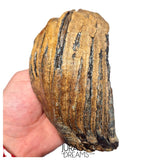 S406 - Nicely Preserved Huge Ice Age Woolly Mammoth (Mammuthus primigenius) Upper Molar Tooth